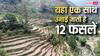 एक खेत में 12 फसलें, फिर भी कम खर्च! क्या है पहाड़ों की बारहनाजा खेती?