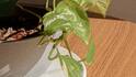 Money Plant Care Tips: आपकी क्यारी में लगा मनी प्लांट सूखने लगा है, ये टिप्स लौटा देंगे उसमें नई जान