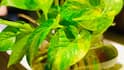 Money Plant Care Tips: आपकी क्यारी में लगा मनी प्लांट सूखने लगा है, ये टिप्स लौटा देंगे उसमें नई जान