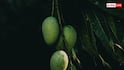 Mango Ban: विदेश भेजने से पहले आम का कौन सा टेस्ट होता है, फेल हो जाए तो एक्सपोर्ट पर लगा जाता है बैन