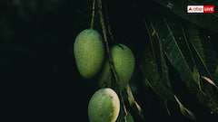 Mango Ban: विदेश भेजने से पहले आम का कौन सा टेस्ट होता है, फेल हो जाए तो एक्सपोर्ट पर लगा जाता है बैन