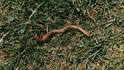 Earthworm Fertilizer: खेत का सबसे मेहनती मजदूर है केंचुआ, जानिए कैसे बनती है प्राकृतिक खाद