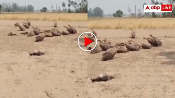 Video: गाय बचाने के लिए कुत्तों के खाने में मिलाया जहर, मृत कुत्तों को खाकर गिद्धों की भी हो गई मौत- यूजर्स हैरान Video: गाय बचाने के लिए कुत्तों के खाने में मिलाया जहर, मृत कुत्तों को खाकर गिद्धों की भी हो गई मौत- यूजर्स हैरान