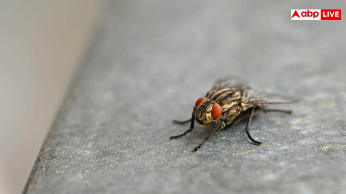 House Flies: क्या आप भी घर की मक्खियों से हैं परेशान? रसोई की इस एक चीज से मिनटों में करें सफाया