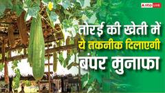 तोरई की खेती का नया और हिट फॉर्मूला, अपनाएं यह तकनीक और एक बीघे में पाएं लाख रुपये का रिटर्न