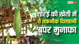 तोरई की खेती का नया और हिट फॉर्मूला, अपनाएं यह तकनीक और एक बीघे में पाएं लाख रुपये का रिटर्न