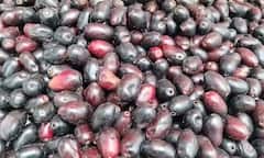 Jamun: जांभूळ पिकल्या झाडाखाली... गावागावात जांभळाची गोडी, यंदा फळ जास्ती का आलं? तज्ज्ञांनी कारण सांगितलं