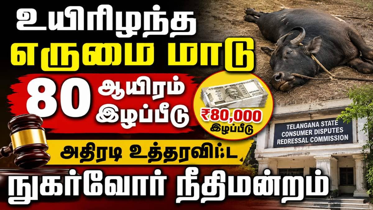 Buffalo's Death : ’எருமை மாடு இறந்ததால் 80 ஆயிரம் இழப்பீடு’ அதிரடி அறிவிப்பு..!