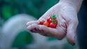 Grow Cherry Tomatoes At Home: अपने किचन गार्डन में ऐसे लगाएं चेरी टोमैटो, खत्म हो जाएगी सब्जी की टेंशन