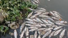 Indrayani river Fish : देहूतील इंद्रायणीत मृत माशांचा खच, आषाढी वारीच्या तोंडावर नदी प्रदूषित, वारकऱ्यांच्या जीवाशी कोण खेळतंय?