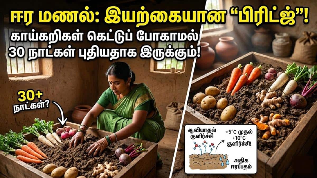 மண்ணுக்குள் ஒளிந்திருக்கும் இயற்கை குளிர்சாதனப் பெட்டி: ஈரமணலில் காய்கறிகளைச் சேமிப்பதன் பின்னணியில் உள்ள அறிவியல்!