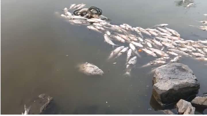 कागडीघोडे नाचवेल, पण कायमस्वरूपी तोडगा काढणार नाही. हे उघड आहे.