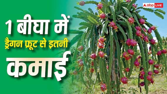 1 बीघे में ड्रैगन फ्रूट की खेती में कितना खर्च आता है, इससे कितनी होगी कमाई? 1 बीघे में ड्रैगन फ्रूट की खेती में कितना खर्च आता है, इससे कितनी होगी कमाई?