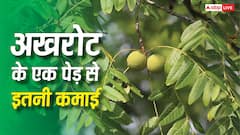 कितने साल में फल देने लगता है अखरोट का पेड़, एक पेड़ से कितनी होती है कमाई?