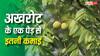 कितने साल में फल देने लगता है अखरोट का पेड़, एक पेड़ से कितनी होती है कमाई?