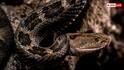 Snakes Skin: सांप क्यों उतारता है अपनी केंचुली, क्या इसके बाद और भी ज्यादा खतरनाक हो जाता है स्नेक?