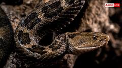 Snakes Skin: सांप क्यों उतारता है अपनी केंचुली, क्या इसके बाद और भी ज्यादा खतरनाक हो जाता है स्नेक?