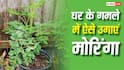 घर बैठे मुफ्त में पाएं सेहत का खजाना, जानें गमले में मोरिंगा उगाने का सही तरीका