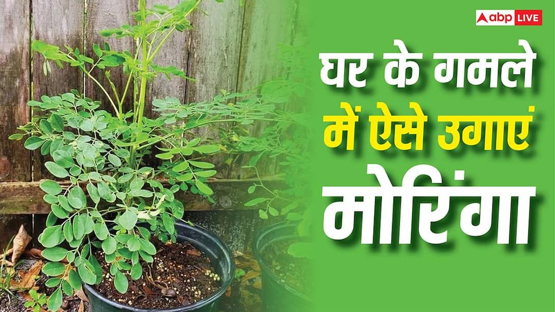 घर बैठे मुफ्त में पाएं सेहत का खजाना, जानें गमले में मोरिंगा उगाने का सही तरीका घर बैठे मुफ्त में पाएं सेहत का खजाना, जानें गमले में मोरिंगा उगाने का सही तरीका
