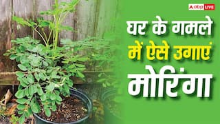 घर बैठे मुफ्त में पाएं सेहत का खजाना, जानें गमले में मोरिंगा उगाने का सही तरीका
