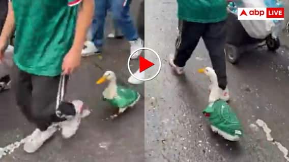 बत्तख पर चढ़ा फीफा का खुमार! वर्ल्ड कप के जश्न में पहनी स्पॉर्ट्स जर्सी, गजब का VIDEO वायरल