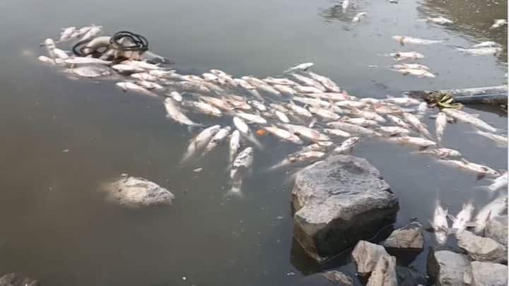आषाढी वारीच्या तोंडावर नदी दूषित झालीये.