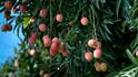 litchi Farming: क्या किचन गार्डन में भी उगा सकते हैं लीची, जान लें खेती का तरीका?