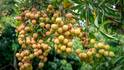 litchi Farming: क्या किचन गार्डन में भी उगा सकते हैं लीची, जान लें खेती का तरीका?