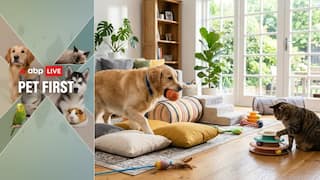 Pet First | 5 Indoor Activities To Help Your Overweight Pet Lose Weight This Summer