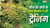 सौंफ की खेती कैसे कर सकते हैं किसान, सरकार दे रही ट्रेनिंग