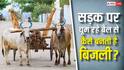 सड़क पर घूम रहे बैल से कैसे बनती है बिजली, जानें नॉर्मल बिजली से यह कितनी सस्ती?
