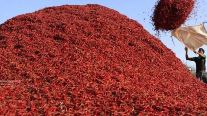 आंकड़ों की बात करें तो भारत हर साल लगभग 17 लाख से लेकर 27 लाख मीट्रिक टन तक सूखी लाल मिर्च का प्रोडक्शन करता है. यह संख्या इतनी बड़ी है कि दुनिया का कोई भी दूसरा देश इसके आस-पास भी नहीं टिकता है. भारत की इस बंपर पैदावार की वजह से ही आज दुनिया भर के मसाले के बाजार में हमारे देश का सिक्का चलता है.