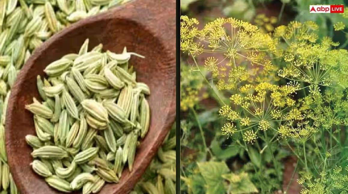 Fennel Farming: વરિયાળીની ખેતી કરીને કરો લાખોની કમાણી, ખેડૂતોને સરકાર આપી રહી છે ટ્રેનિંગ