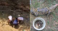 Sawantwadi Crocodile Rescue Operation : शेतकऱ्याच्या विहिरीतून 15 पिल्लांसह 8 फुटी महाकाय मगरीला जीवनदान; वन विभागाकडून थरारक रेस्क्यू ऑपरेशन, Photos