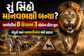 શું સિંહો માનવભક્ષી બન્યા? અમરેલીમાં 8 દિવસમાં 3 લોકોના લીધા જીવ, ખેડૂતો અને માલધારીઓમાં ભારે ફફડાટ