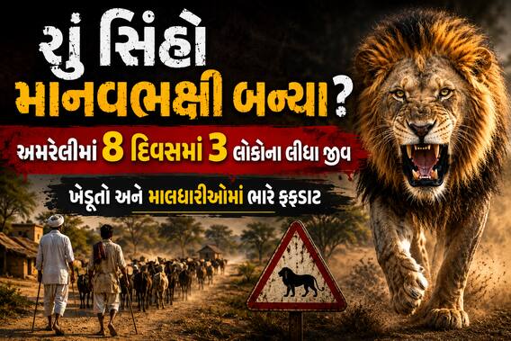 શું સિંહો માનવભક્ષી બન્યા? અમરેલીમાં 8 દિવસમાં 3 લોકોના લીધા જીવ, ખેડૂતો અને માલધારીઓમાં ભારે ફફડાટ શું સિંહો માનવભક્ષી બન્યા? અમરેલીમાં 8 દિવસમાં 3 લોકોના લીધા જીવ, ખેડૂતો અને માલધારીઓમાં ભારે ફફડાટ
