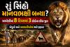 શું સિંહો માનવભક્ષી બન્યા? અમરેલીમાં 8 દિવસમાં 3 લોકોના લીધા જીવ, ખેડૂતો અને માલધારીઓમાં ભારે ફફડાટ