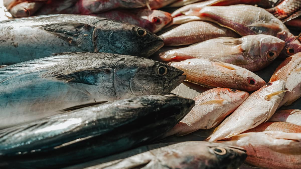5 Best Fish For Elderly People To Boost Energy And Support Overall Health