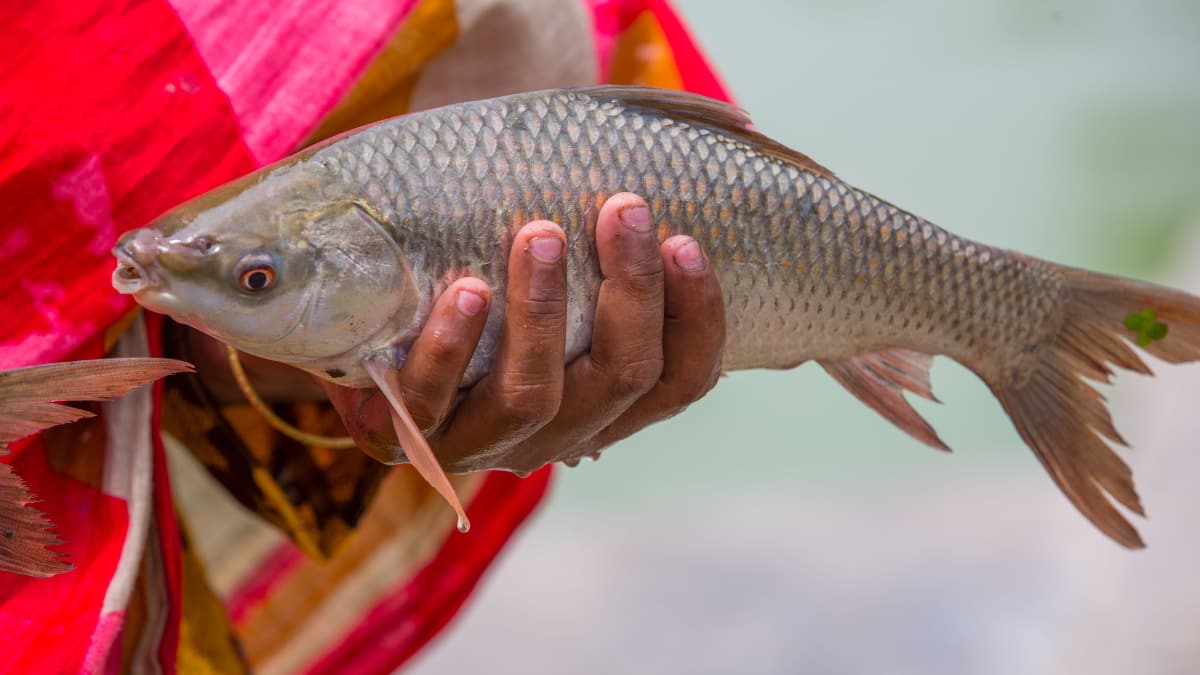 5 Best Fish For Elderly People To Boost Energy And Support Overall Health