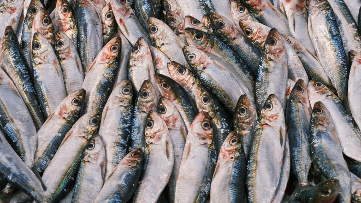 5 Best Fish For Elderly People To Boost Energy And Support Overall Health