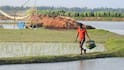Rice and Fish Farming: धान की फसल के साथ कर लें ये काम, दोगुना हो जाएगा मुनाफा
