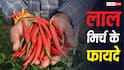 Red Chilli Benefits: क्या डायबिटिक नर्व पेन में आराम दिलाती है लाल मिर्च, जानें क्या कहते हैं एक्सपर्ट?