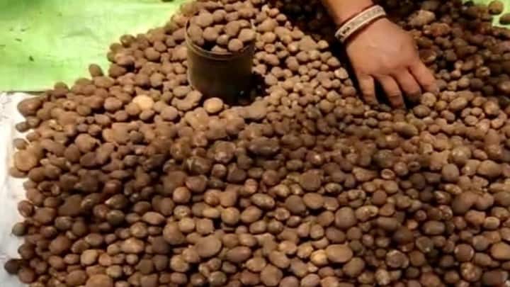 If we talk about its price, even good people get shocked after hearing its rate at the beginning of the season. In the initial days, this unique boda was sold at high prices up to Rs 2000 per kg. Despite its expensive price, people buy it enthusiastically because its taste is absolutely amazing.