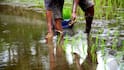 Rice and Fish Farming: धान की फसल के साथ कर लें ये काम, दोगुना हो जाएगा मुनाफा