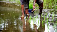 Rice and Fish Farming: धान की फसल के साथ कर लें ये काम, दोगुना हो जाएगा मुनाफा