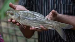 Fish: વૃદ્ધોને ખાવા માટે બેસ્ટ છે આ 5 માછલી, એનર્જી સાથે સ્વાસ્થ્યમાં થશે ઝડપી સુધારો