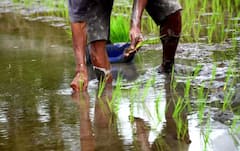 Rice-Fish Farming: ਝੋਨੇ ਦੀ ਫਸਲ ਨਾਲ ਕਰ ਲਓ ਆਹ ਕੰਮ, ਹੋਵੇਗੀ ਦੁੱਗਣੀ ਕਮਾਈ