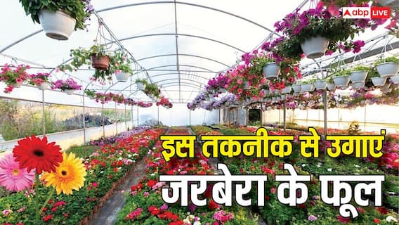 नौकरी छोड़िए, फूलों की खेती अपनाइए, जरबेरा से हर महीने जेब में आएंगे 30 हजार नौकरी छोड़िए, फूलों की खेती अपनाइए, जरबेरा से हर महीने जेब में आएंगे 30 हजार