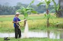 Rice-Fish Farming: ਝੋਨੇ ਦੀ ਫਸਲ ਨਾਲ ਕਰ ਲਓ ਆਹ ਕੰਮ, ਹੋਵੇਗੀ ਦੁੱਗਣੀ ਕਮਾਈ