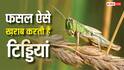 खरीफ फसलों को सबसे ज्यादा नुकसान पहुंचाती हैं टिड्डियां, लेकिन इन्हें कैसे होती है फसल की पहचान?